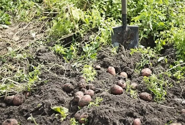 Убийца картофеля: вредитель, который хуже колорадского жука