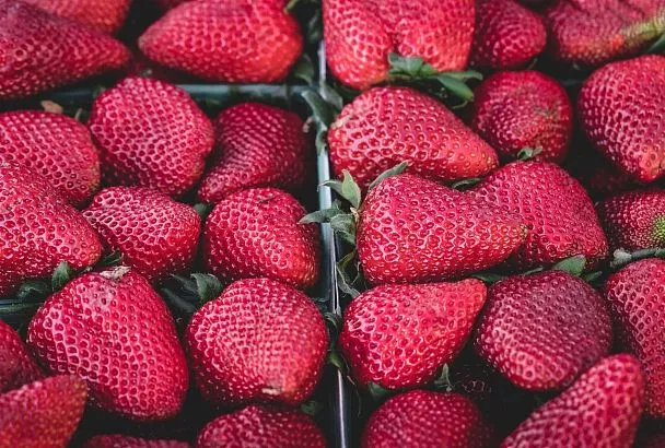 С одного куста можно собрать до 1,2 кг больших и сахарных алмазов: этот сорт клубники будет трендом 2026 года