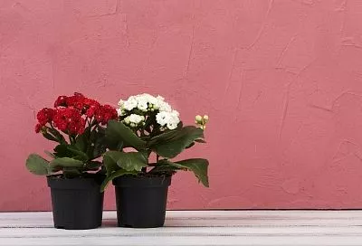 Витаминная бомба для растений: моим цветам завидуют все соседи