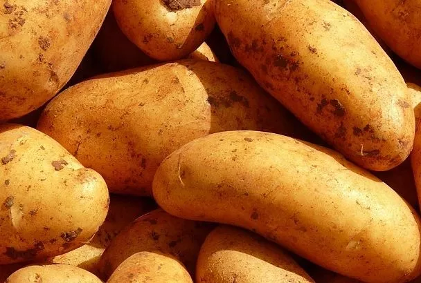 5 сортов картофеля для посадки, которые колорадский жук обходит стороной