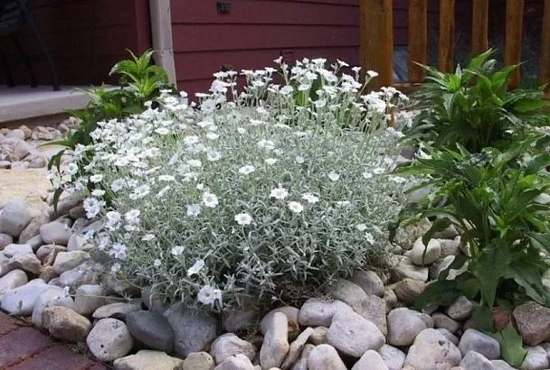 Не цветок, а ландшафтный дизайнер: посадил его семена один раз – и создал яркий многолетний ковер на своем участке