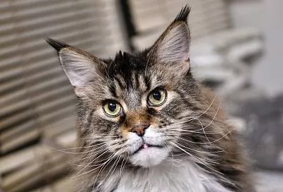 Как приучить котенка к лотку: советы от зоопсихолога