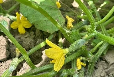 3 богатыря: опрыскайте этим во время цветения огурцы и кабачки – и устанете собирать урожай
