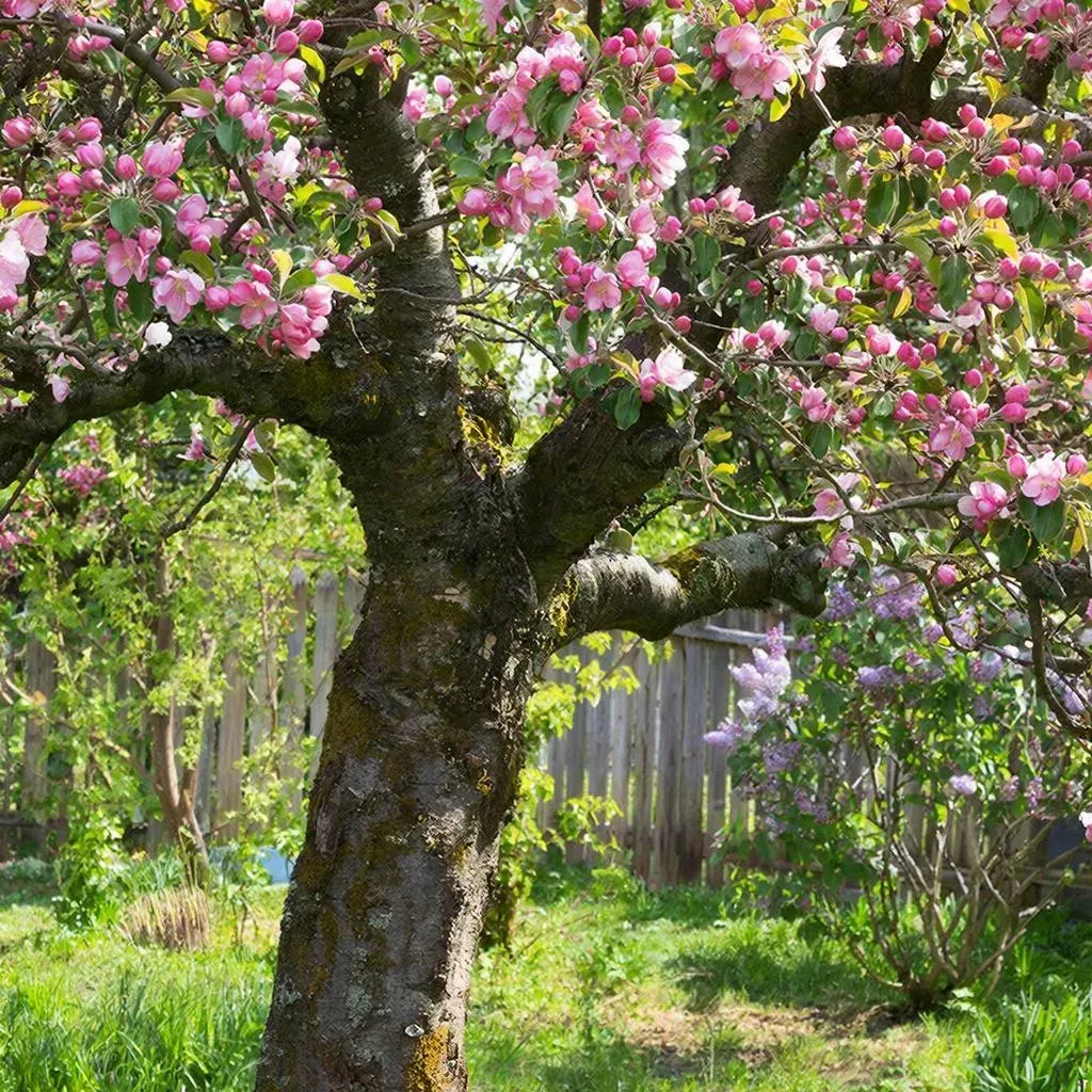 Яблоня-сад: как привить на одно дерево 3–5 сортов и собирать богатый урожай