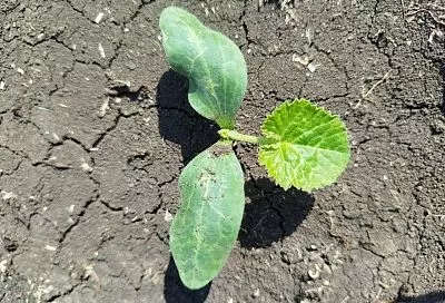 Сначала запарим, потом посадим: почему горячая вода улучшает всхожесть семян