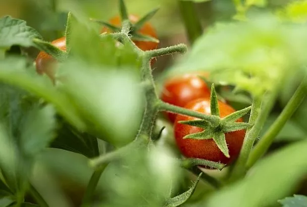 SOS-методы реанимации рассады томатов по цвету листьев: Топ-3 аптечных спасителя