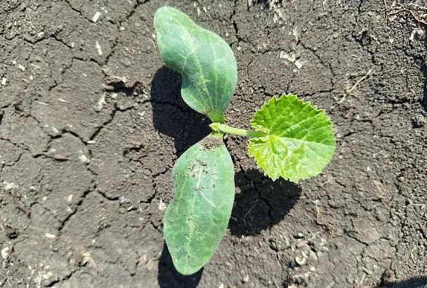 Сначала запарим, потом посадим: почему горячая вода улучшает всхожесть семян