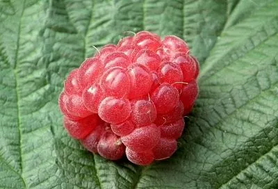 Здоровая малина без химии: сделайте ее мульчирование ранней весной так – и избавитесь от вредителей на все лето