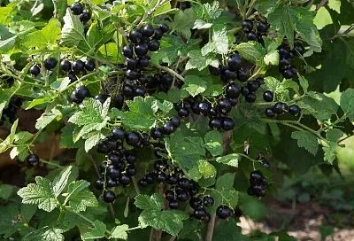 Тля на смородине: простая обработка нашатырным спиртом для защиты урожая