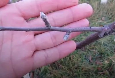 Начните «читать» почки на дереве так — и станете королем сада: секреты, которые спасут ваш урожай