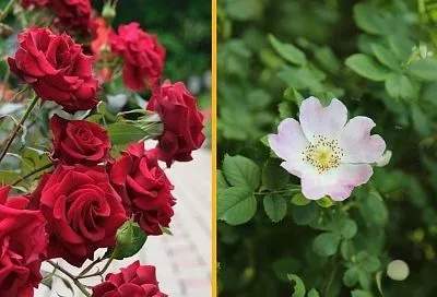 Чтобы роза не превратилась в шиповник: как остановить этот процесс