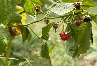 Ягоды малины мельче год от года: и у нее на это 5 причин