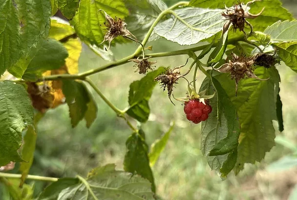 Ягоды малины мельче год от года: и у нее на это 5 причин
