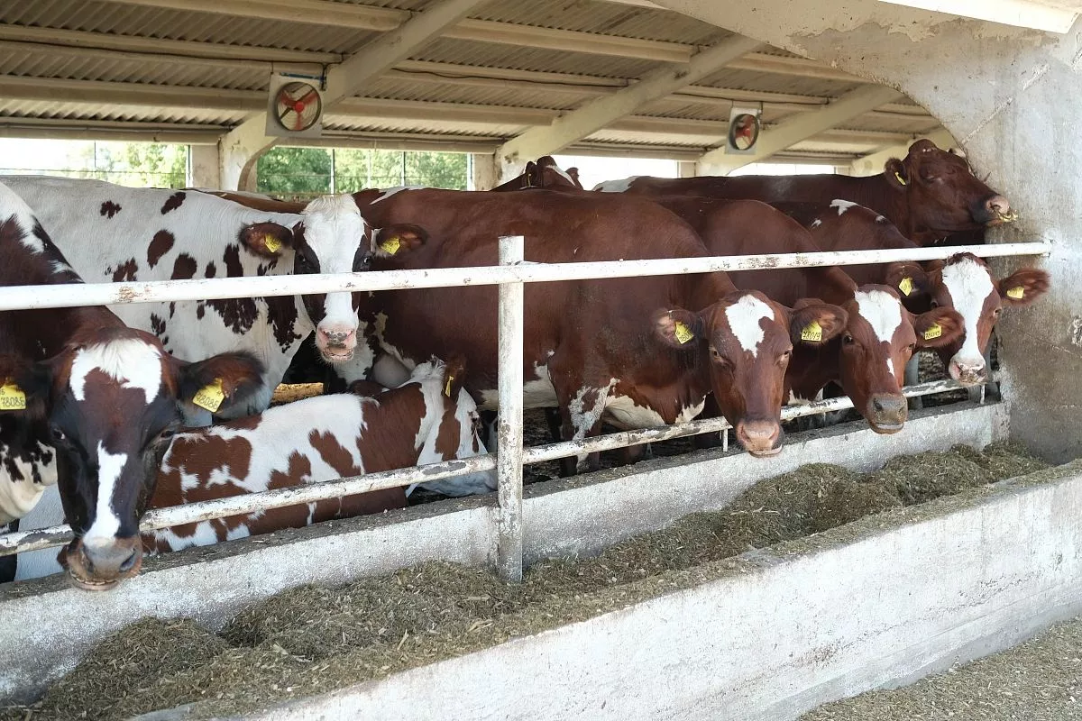 Сегодня жирное и вкусное молочко с фермы Ильченко пьют дети из детского сада станицы Новотитаровской. Сегодня жирное и вкусное молочко с фермы Ильченко пьют дети из детского сада станицы Новотитаровской.