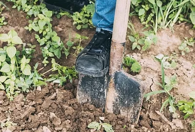 Ни в коем случае не перекапывайте грядки в августе — это убивает почву: есть способ лучше