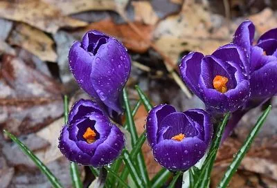 Как сажать крокусы, чтобы клумба стала яркой сразу после схода снега — можно даже зимой