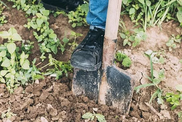 Ни в коем случае не перекапывайте грядки в августе — это убивает почву: есть способ лучше
