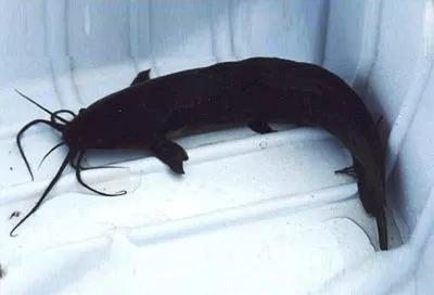 Африканский сом: что за новинка российских водоемов, зачем его разводят и ищут любители фермерских продуктов 