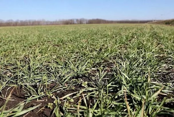 «Как отреагируют посевы на низкую температуру без снежного покрытия – прогнозировать рано»