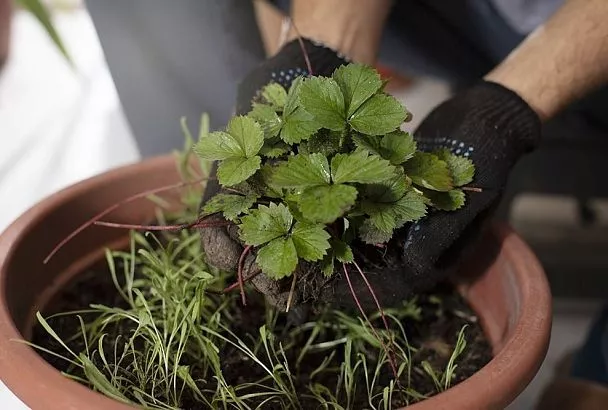 Пересадка клубники осенью: как правильно рассадить укоренившиеся усы в сентябре