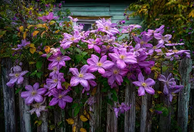 Секреты пышного цветения клематисов