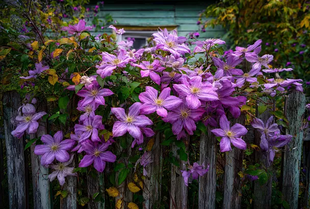 Секреты пышного цветения клематисов