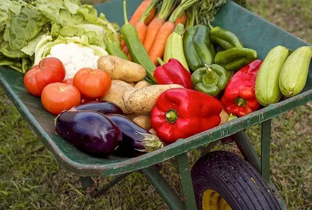 Налей 5 литров воды в лунку перед посадкой рассады – и помидоры придется собирать тачками, но есть нюанс