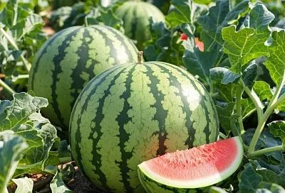 Не сажайте огурцы после этих культур: запомните этот  перечень, чтобы избежать проблем с урожаем