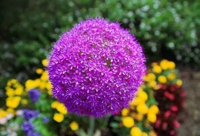 Космический лук: эти большие шары добавят огороду фантастический шарм