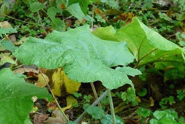 Лопух — как «русский женьшень»: готовим эликсир здоровья с белорусской травницей