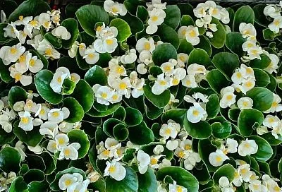 Цветет вечно: милое растение, которому в своем саду найдет место каждый любитель прекрасного