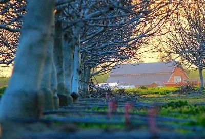 Помазал глиной кору – и увеличил продолжительность жизни дерева: белить известью запрещается