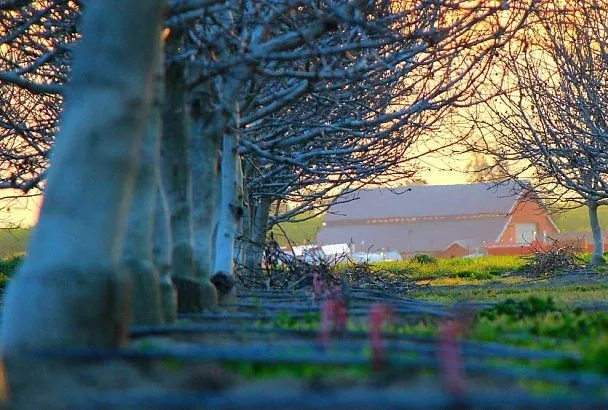 Помазал глиной кору – и увеличил продолжительность жизни дерева: белить известью запрещается