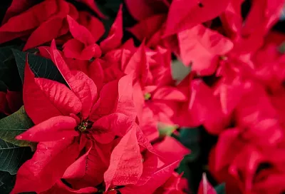 Уютная атмосфера и глубокий смысл: какие растения считаются рождественскими в разных странах