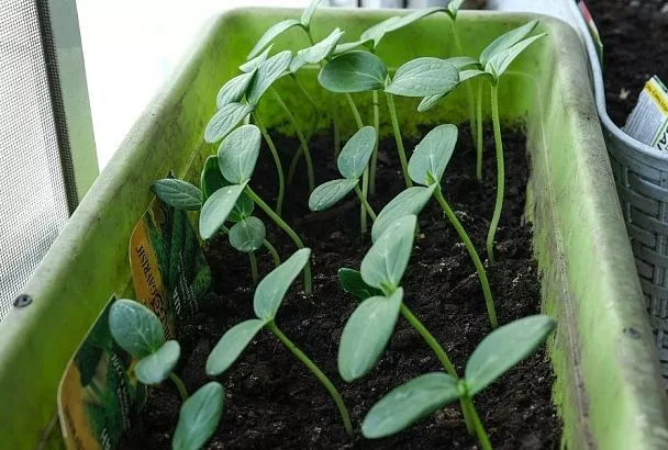 Как сажать огурцы на бумаге: секрет раннего урожая