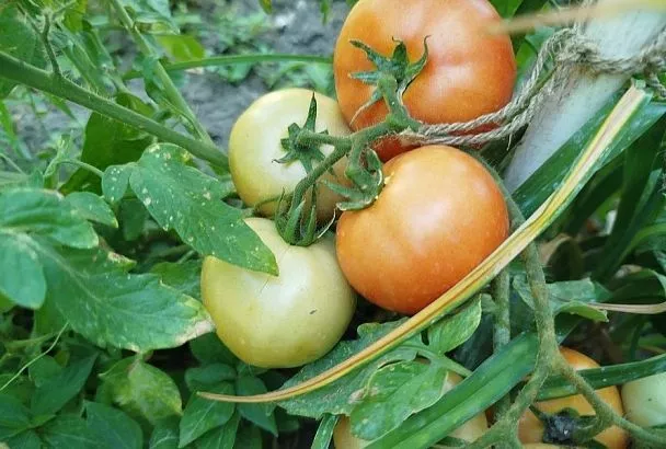 Почему медленно краснеют помидоры: ускорьте процесс – и дело пойдет