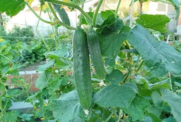 Замочите семена огурцов в молоке: это гарантия их хорошей всхожести и богатого урожая