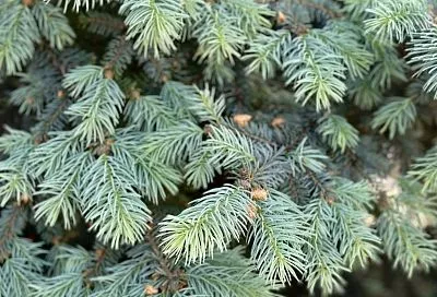 Около 37 тысяч елок и сосен ввезли в Краснодарский край из других регионов