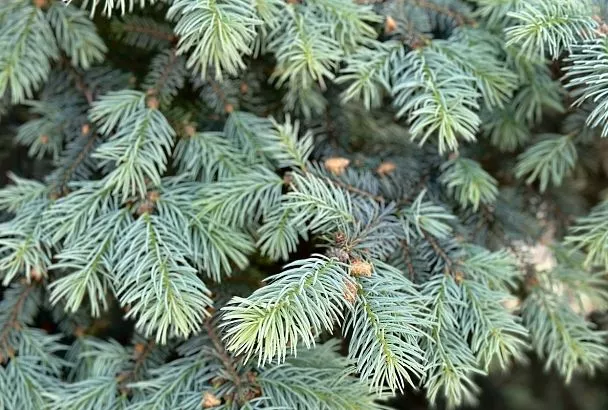 Около 37 тысяч елок и сосен ввезли в Краснодарский край из других регионов