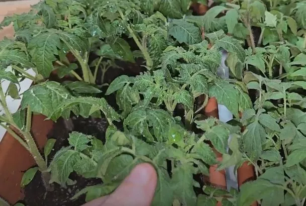 Вытягивается рассада помидор? Срочно ставим зеркало — лайфхак от Галины Кизимы