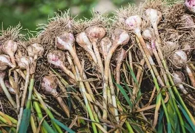 Выращиваем черемшу на своем участке без рассады и хлопот - просто сеем и ждем