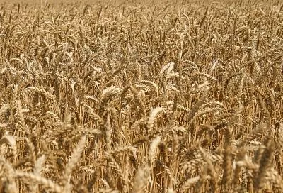 На полях Лабинского района началась уборка озимой пшеницы