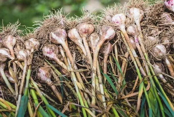 Выращиваем черемшу на своем участке без рассады и хлопот - просто сеем и ждем