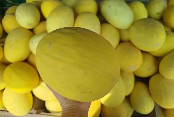 Дыня перед сбором: 2 секрета, которые помогут получить сахаристые и здоровые плоды