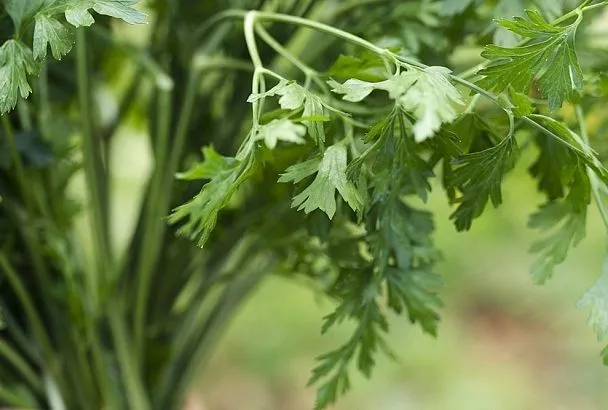 Поливаю петрушку так – и всходы без сорняков: не лайфхак, а спасение