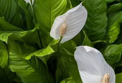 Зри в корень: почему у спатифиллума желтеют кончики листьев