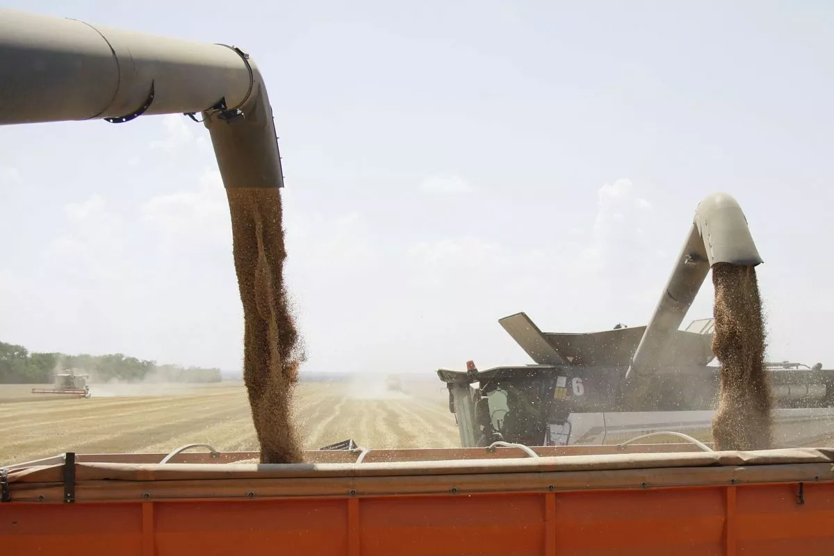 Семена отечественной селекции позволяют получать высокие урожаи.