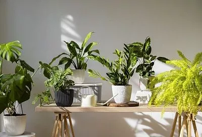  Почему каждому дому нужно хотя бы одно растение: простая формула уюта и здоровья