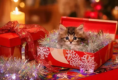 Почему котенок – это не лучший подарок на Новый год: как и когда дарить питомца правильно