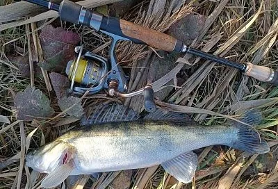 Осенний судак: выбираю правильную погоду и всегда ловлю «зубатого»